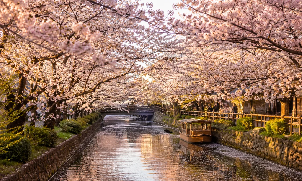 Canal japonés rodeado de cerezos en flor durante la primavera